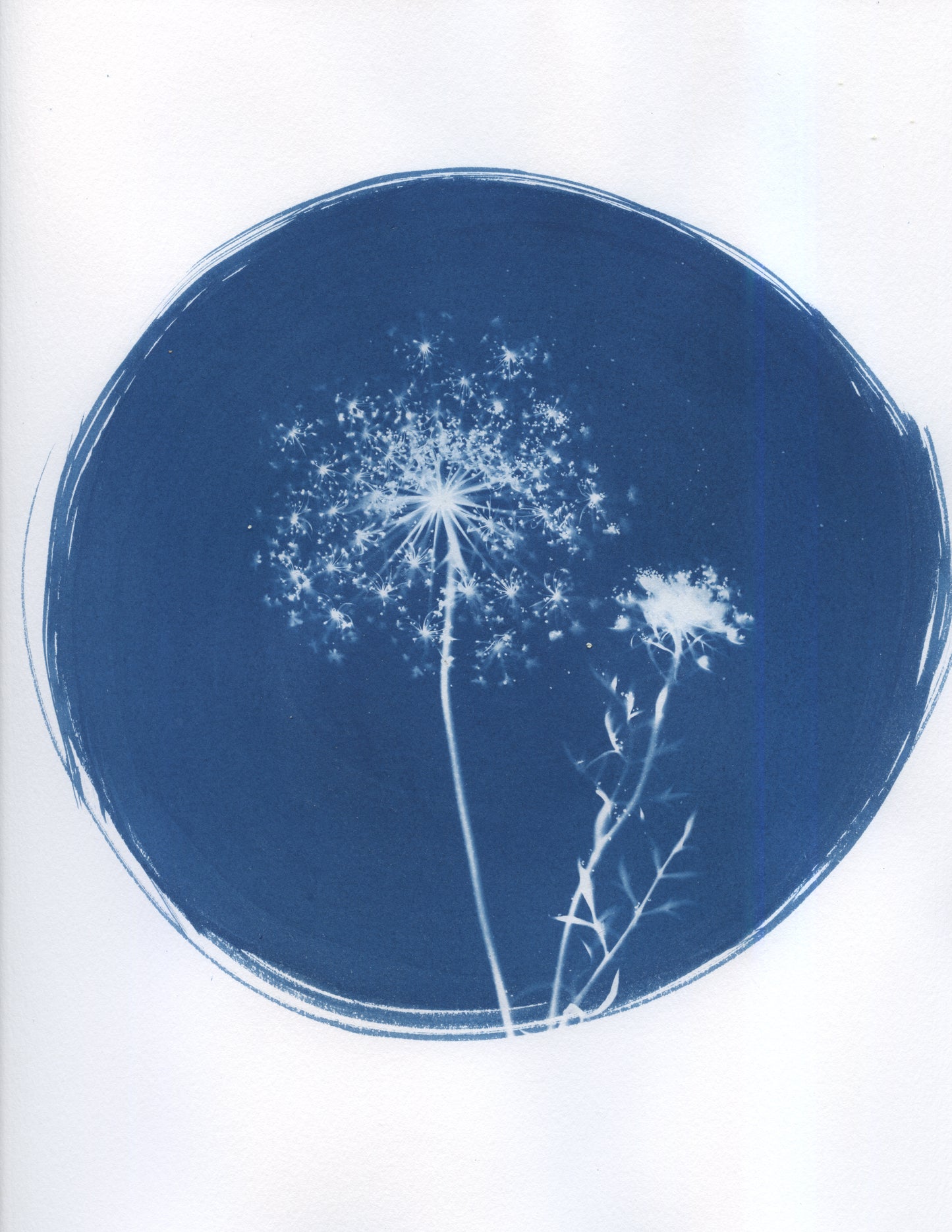 Queen Annes Lace