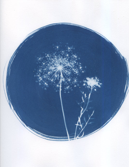 Queen Annes Lace